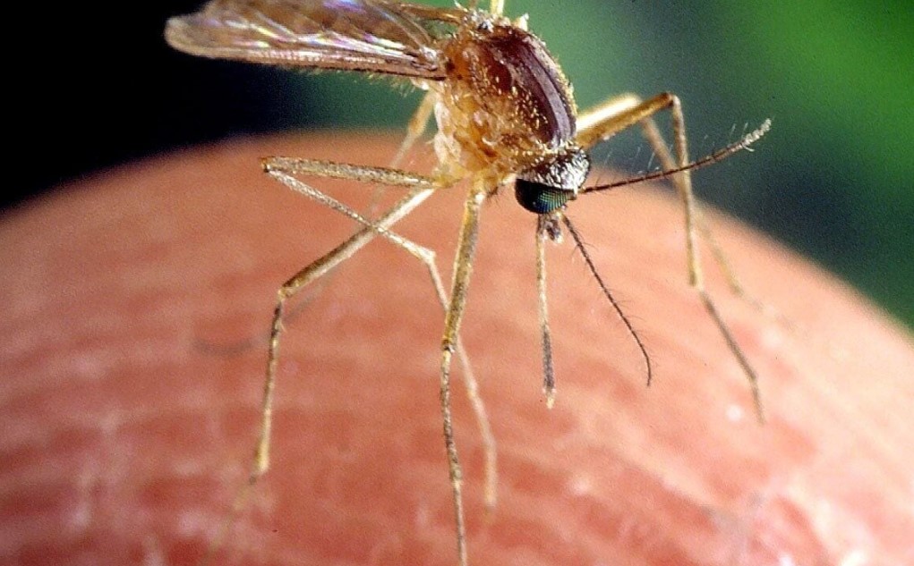 High Mosquito-Borne Encephalitis Risk Prompts Massachusetts Town to Close Parks, Fields at Night